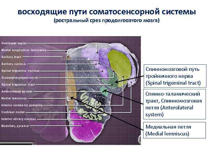 восходящие пути соматосенсорной системы (ростральный срез продолговатого мозга) Спинномозговой путь тройничного нерва (Spinal trigeminal