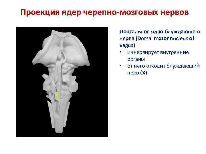 Проекция ядер черепно-мозговых нервов Дорсальное ядро блуждающего нерва (Dorsal motor nucleus of vagus) •