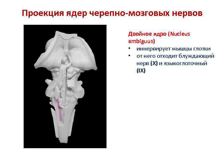 Проекция ядер черепно-мозговых нервов Двойное ядро (Nucleus ambiguus) • иннервирует мышцы глотки • от