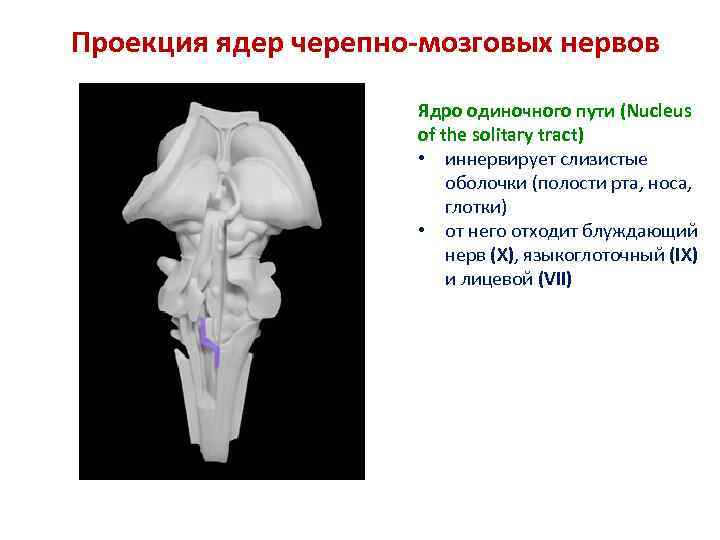 Проекция ядер черепно-мозговых нервов Ядро одиночного пути (Nucleus of the solitary tract) • иннервирует