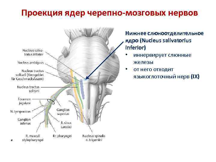 Проекция ядер черепно-мозговых нервов Нижнее слюноотделительное ядро (Nucleus salivatorius inferior) • иннервирует слюнные железы