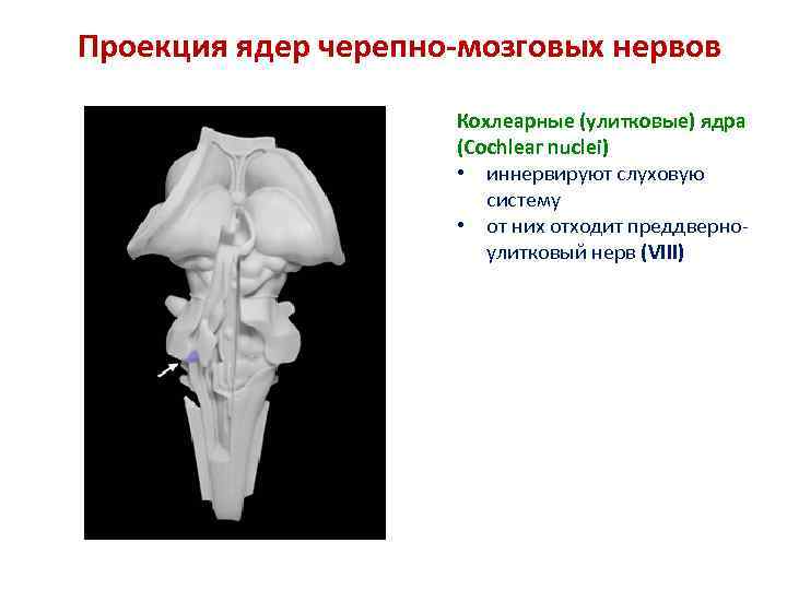 Проекция ядер черепно-мозговых нервов Кохлеарные (улитковые) ядра (Cochlear nuclei) • иннервируют слуховую систему •