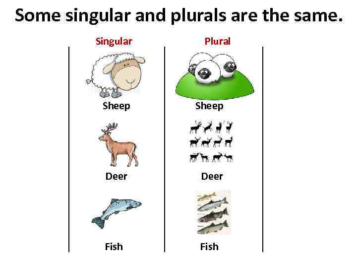 Some singular and plurals are the same. Singular Plural Sheep Deer Fish 