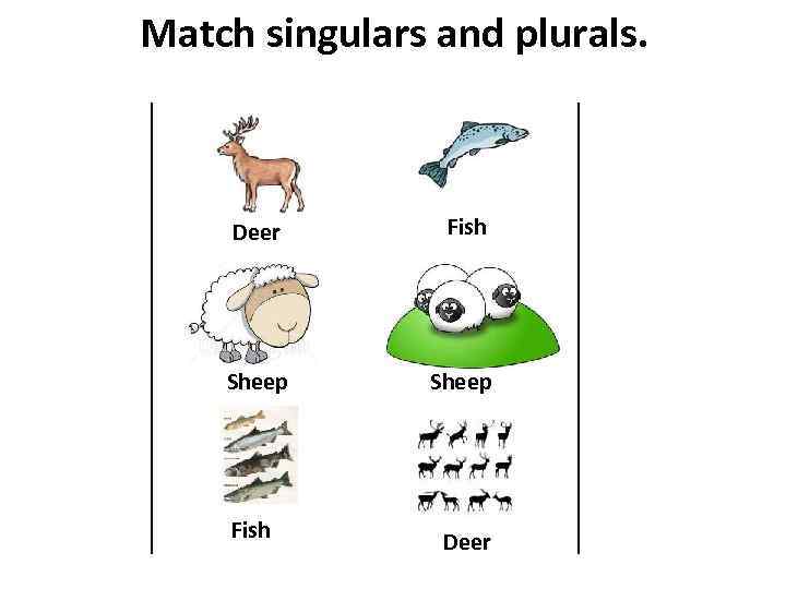 Match singulars and plurals. Deer Fish Sheep Fish Deer 