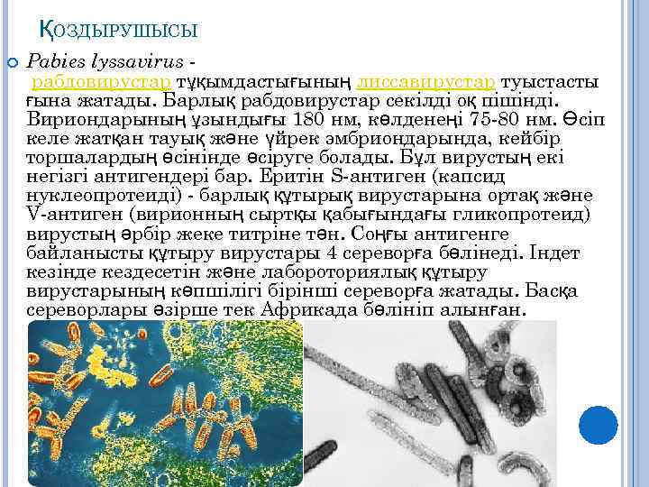 ҚОЗДЫРУШЫСЫ Pabies lyssavirus рабдовирустар тұқымдастығының лиссавирустар туыстасты ғына жатады. Барлық рабдовирустар секілді оқ пішінді.
