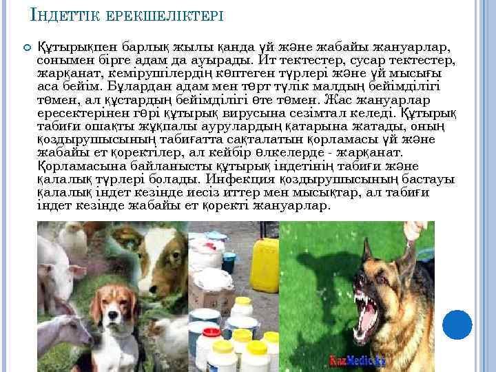 ІНДЕТТІК ЕРЕКШЕЛІКТЕРІ Құтырықпен барлық жылы қанда үй және жабайы жануарлар, сонымен бірге адам да