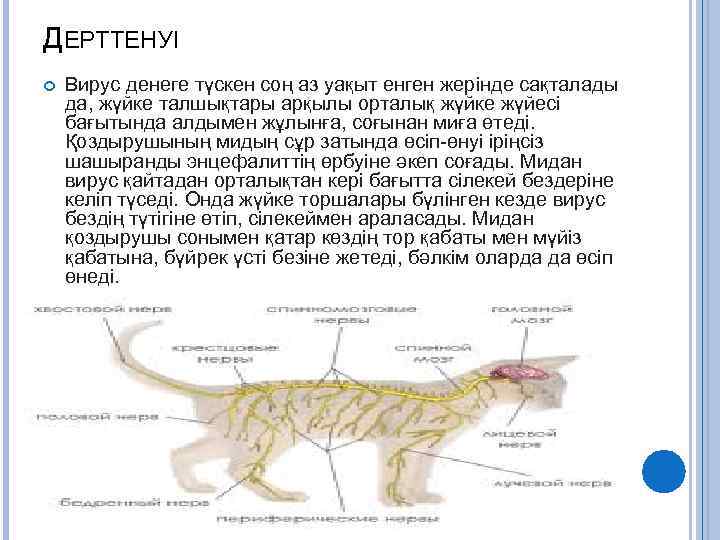 ДЕРТТЕНУІ Вирус денеге түскен соң аз уақыт енген жерінде сақталады да, жүйке талшықтары арқылы