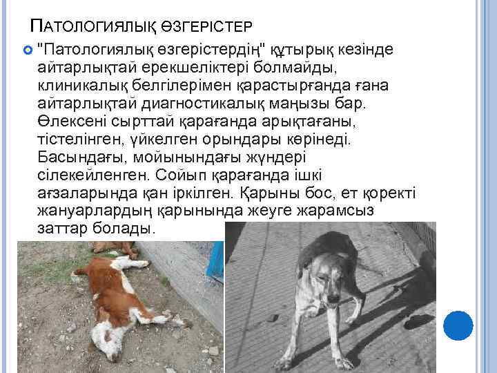 ПАТОЛОГИЯЛЫҚ ӨЗГЕРІСТЕР "Патологиялық өзгерістердің" құтырық кезінде айтарлықтай ерекшеліктері болмайды, клиникалық белгілерімен қарастырғанда ғана айтарлықтай