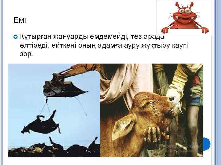 ЕМІ Құтырған жануарды емдемейді, тез арада өлтіреді, өйткені оның адамға ауру жұқтыру қаупі зор.