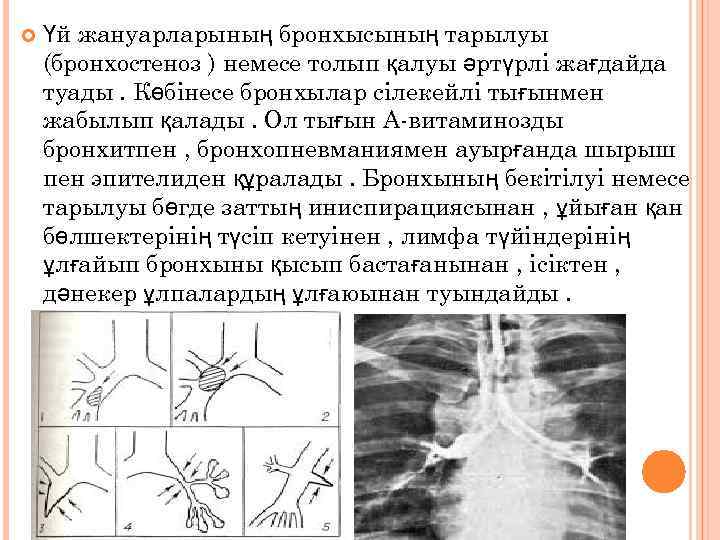  Үй жануарларының бронхысының тарылуы (бронхостеноз ) немесе толып қалуы әртүрлі жағдайда туады. Көбінесе
