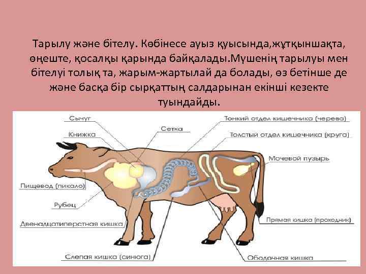 Тарылу және бітелу. Көбінесе ауыз қуысында, жұтқыншақта, өңеште, қосалқы қарында байқалады. Мүшенің тарылуы мен