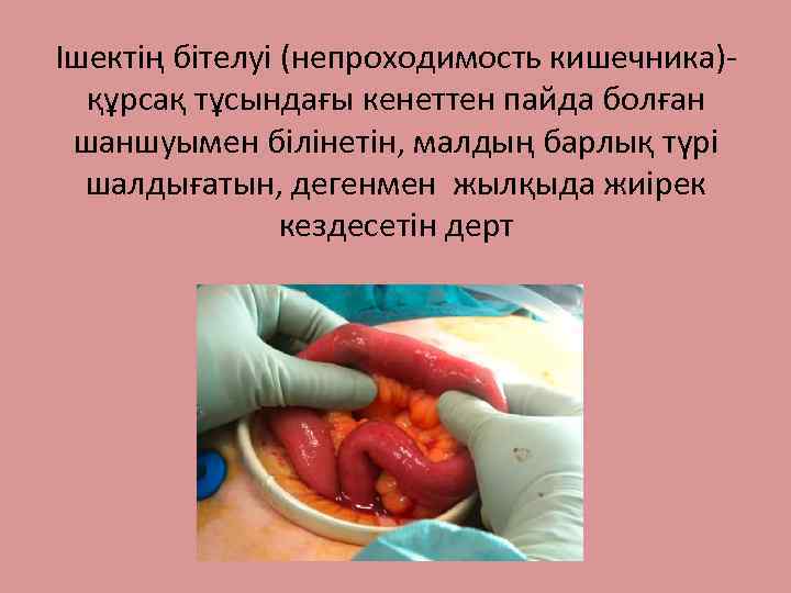 Ішектің бітелуі (непроходимость кишечника)құрсақ тұсындағы кенеттен пайда болған шаншуымен білінетін, малдың барлық түрі шалдығатын,