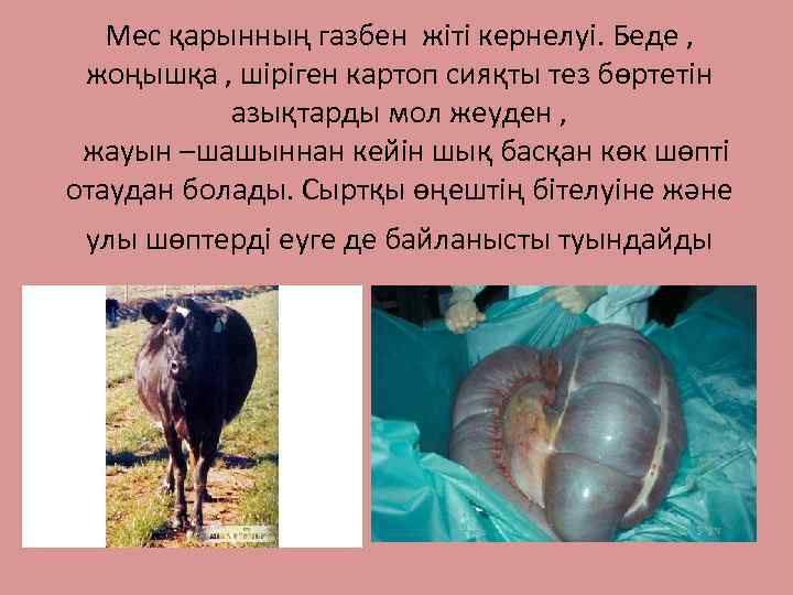 Мес қарынның газбен жіті кернелуі. Беде , жоңышқа , шіріген картоп сияқты тез бөртетін