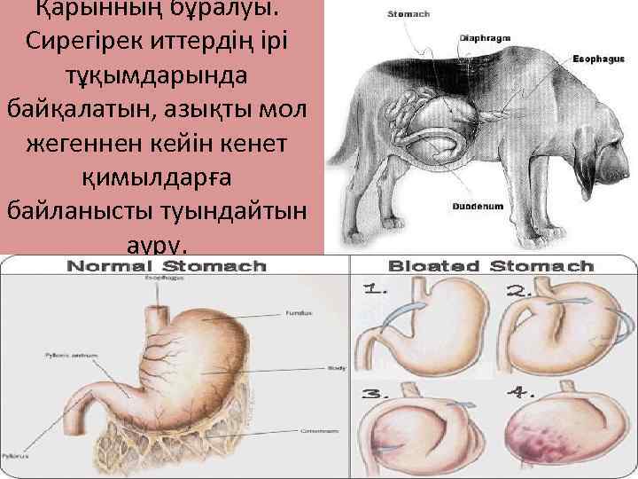 Қарынның бұралуы. Сирегірек иттердің ірі тұқымдарында байқалатын, азықты мол жегеннен кейін кенет қимылдарға байланысты