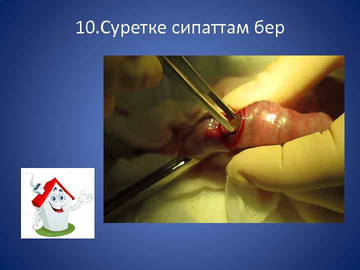 10. Суретке сипаттам бер 