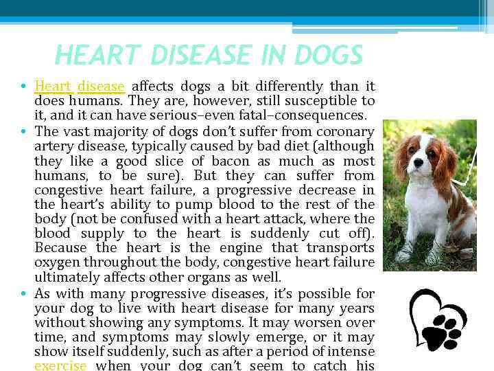 HEART DISEASE IN DOGS • Heart disease affects dogs a bit differently than it