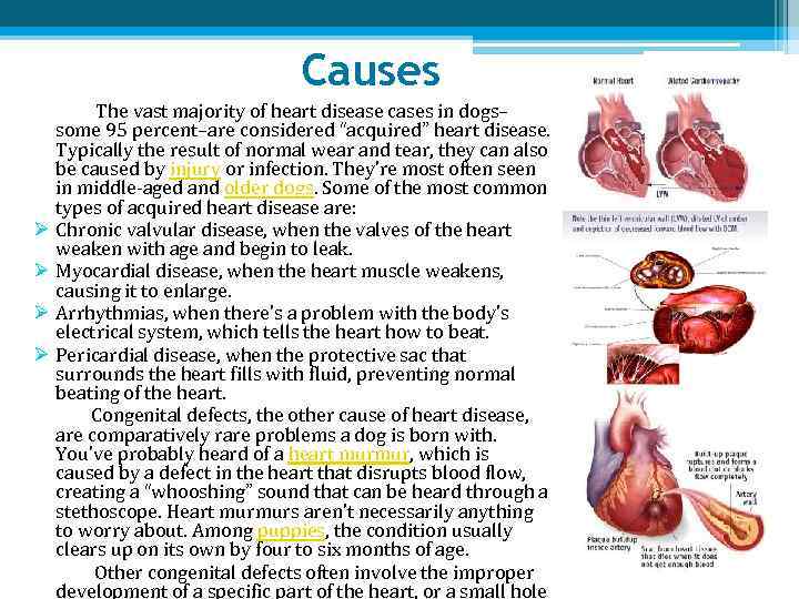 Causes Ø Ø The vast majority of heart disease cases in dogs– some 95