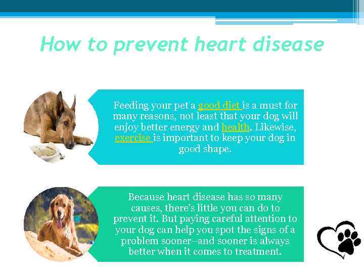 How to prevent heart disease Feeding your pet a good diet is a must