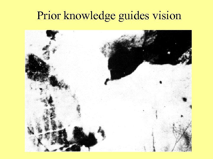 Prior knowledge guides vision 