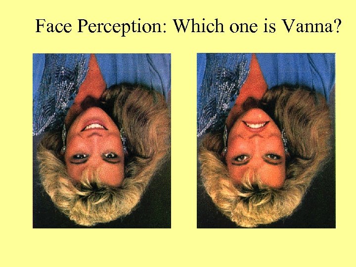 Face Perception: Which one is Vanna? 