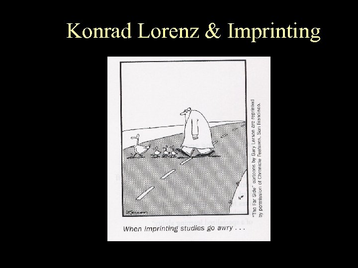 Konrad Lorenz & Imprinting 