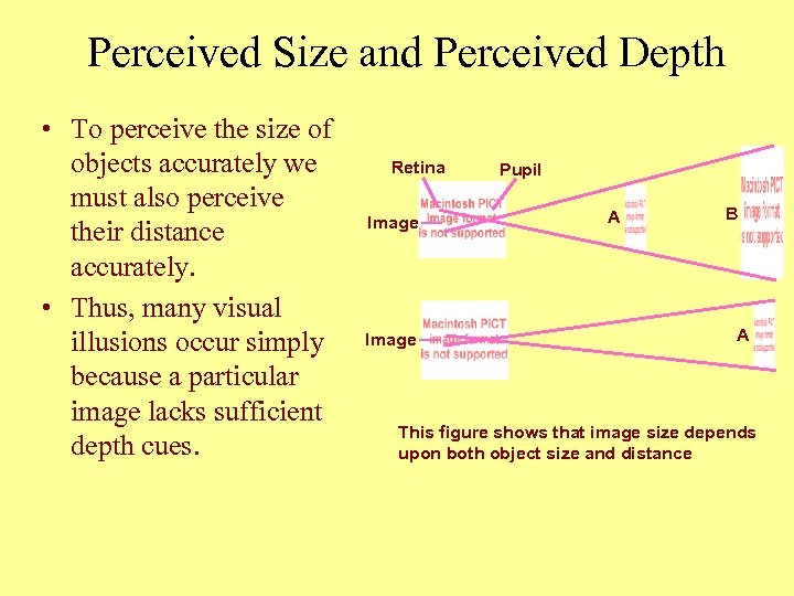 Perceived Size and Perceived Depth • To perceive the size of objects accurately we