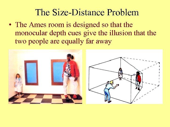 The Size-Distance Problem • The Ames room is designed so that the monocular depth