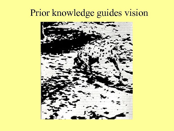 Prior knowledge guides vision 