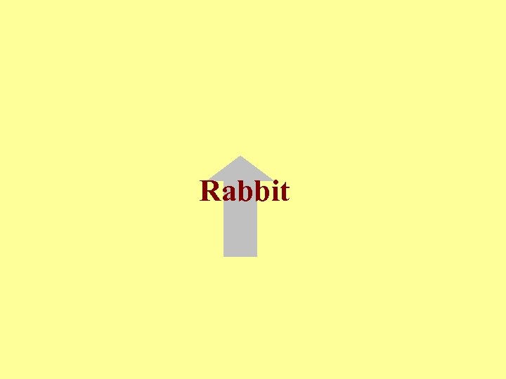 Rabbit 