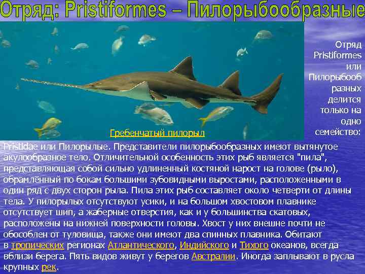 Гребенчатый пилорыл Отряд Pristiformes или Пилорыбооб разных делится только на одно семейство: Pristidae или