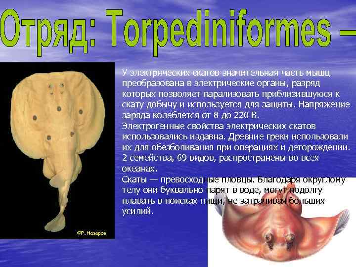 У электрических скатов значительная часть мышц преобразована в электрические органы, разряд которых позволяет парализовать