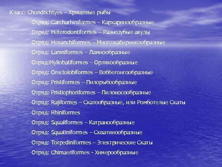 Класс: Chondrichtyes – Хрящевые рыбы Отряд: Carcharhiniformes – Кархаринообразные Отряд: Heterodontiformes – Разнозубые акулы