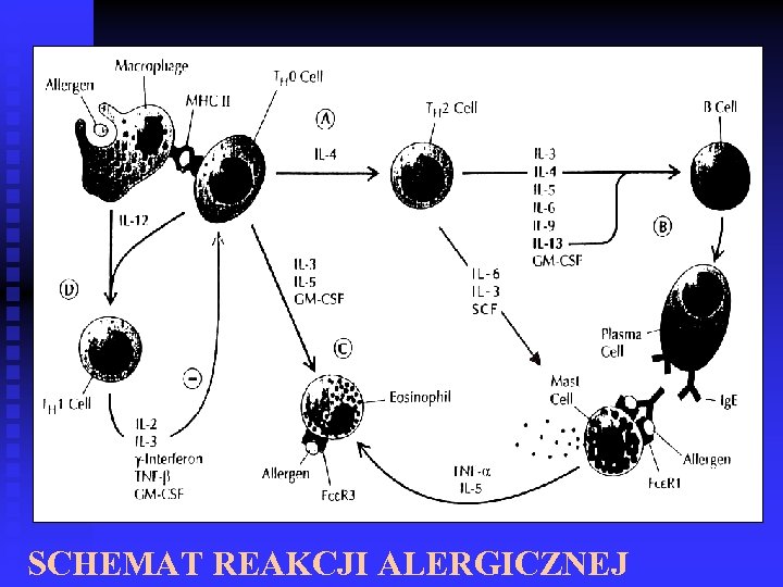 SCHEMAT REAKCJI ALERGICZNEJ 