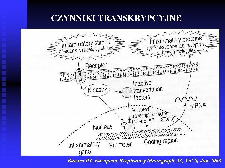 CZYNNIKI TRANSKRYPCYJNE Barnes PJ, European Respiratory Monograph 23, Vol 8, Jan 2003 