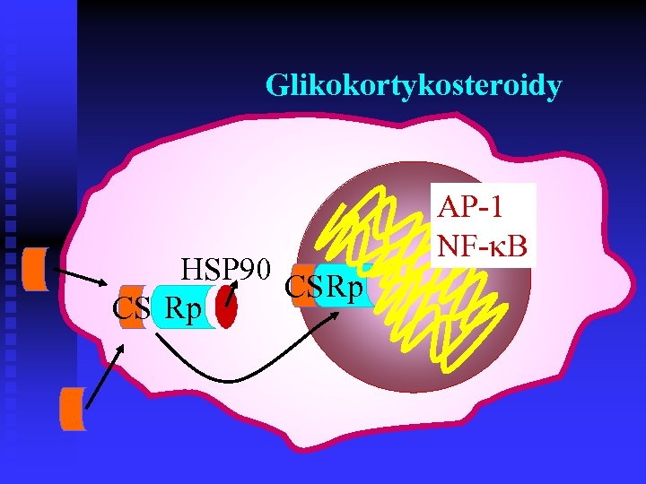 Glikokortykosteroidy HSP 90 CS Rp AP-1 NF- B 