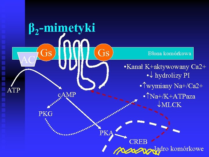 β 2 -mimetyki AC Gs ATP Gs Błona komórkowa • Kanał K+aktywowany Ca 2+