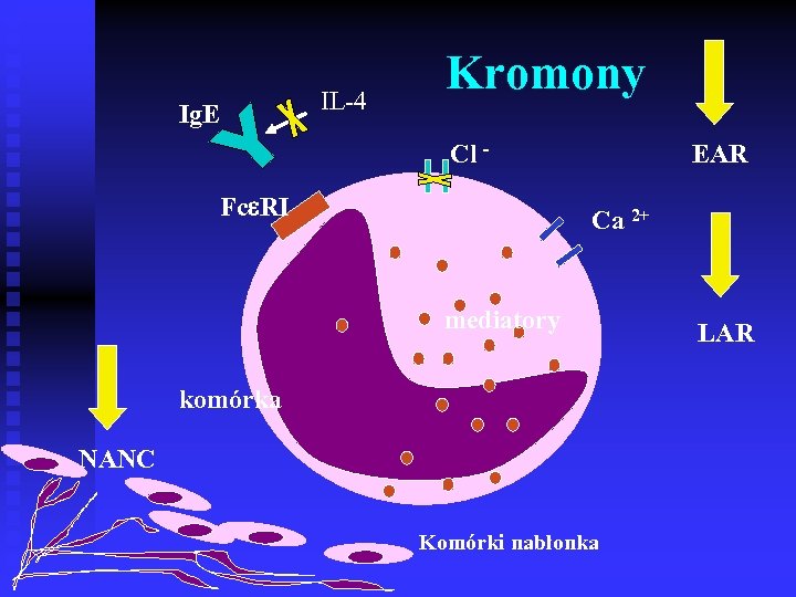 IL-4 Ig. E Kromony EAR Cl Fc RI Ca 2+ mediatory komórka NANC Komórki