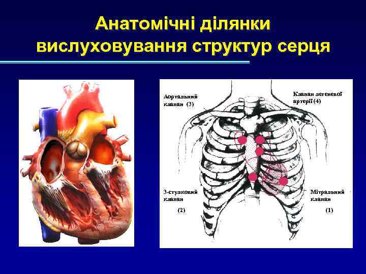 Анатомічні ділянки вислуховування структур серця Аортальний клапан (3) Клапан легеневої артерії (4) 3 -стулковий