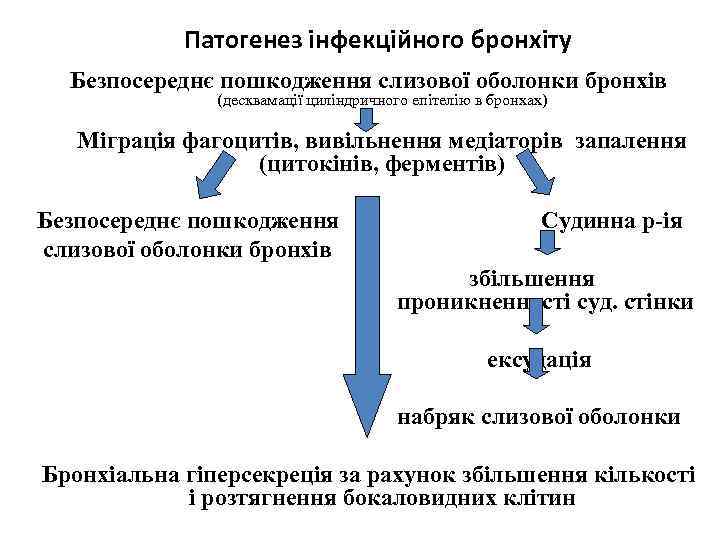 Патогенез інфекційного бронхіту Безпосереднє пошкодження слизової оболонки бронхів (десквамації циліндричного епітелію в бронхах) Міграція