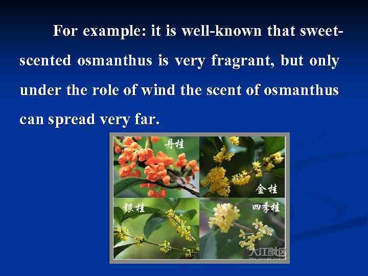  For example: it is well-known that sweetscented osmanthus is very fragrant, but only