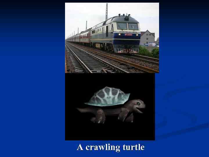 A crawling turtle 