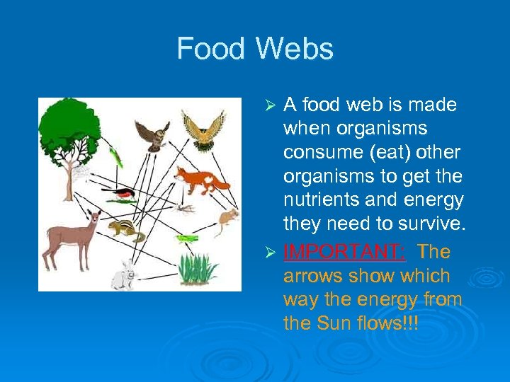 Food Webs A food web is made when organisms consume (eat) other organisms to