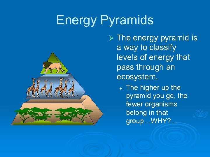 Energy Pyramids Ø The energy pyramid is a way to classify levels of energy