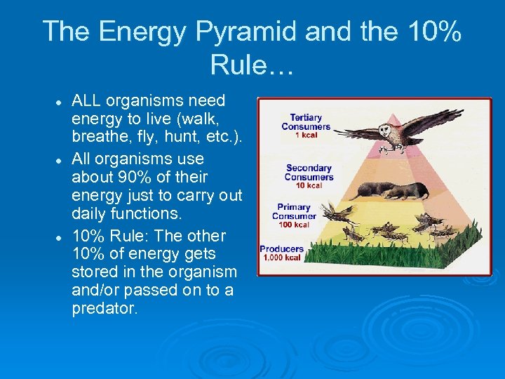 The Energy Pyramid and the 10% Rule… l l l ALL organisms need energy