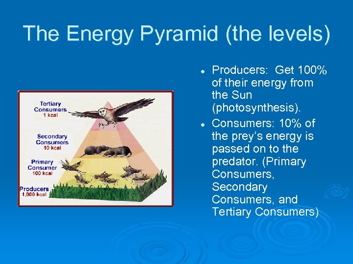 The Energy Pyramid (the levels) l l Producers: Get 100% of their energy from