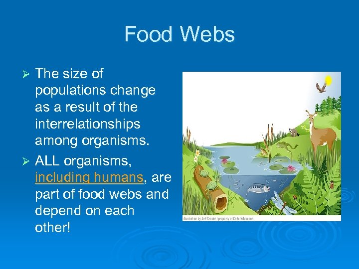 Food Webs The size of populations change as a result of the interrelationships among