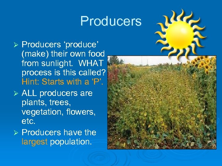 Producers ‘produce’ (make) their own food from sunlight. WHAT process is this called? Hint: