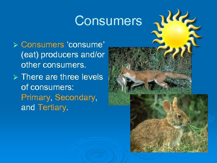 Consumers ‘consume’ (eat) producers and/or other consumers. Ø There are three levels of consumers: