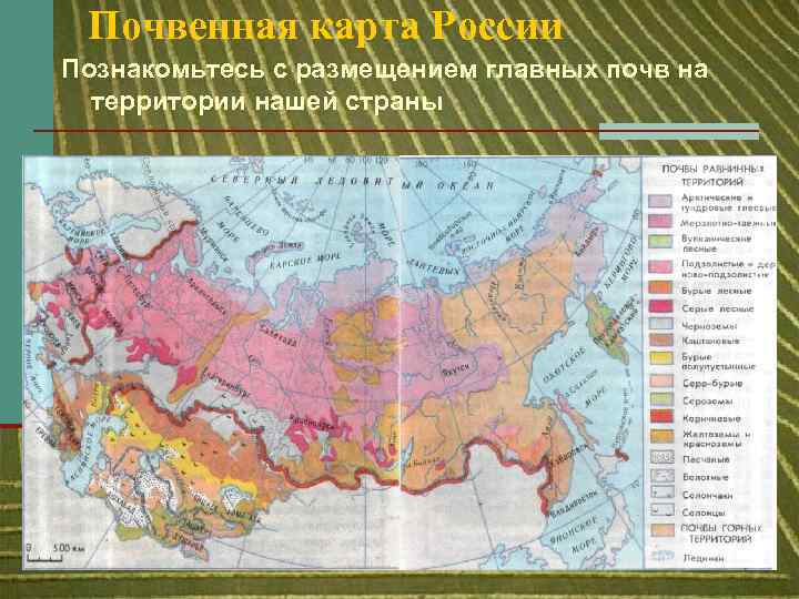 Почвенная карта России Познакомьтесь с размещением главных почв на территории нашей страны 