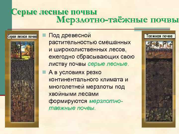 Содержание гумуса в мерзлотно таежных почвах. Почвенный профиль мерзлотно Таежные почвы. Серые Лесные почвы мерзлотно Таёжные почвы. Гумусовый Горизонт в мерзлотно таежных почвах. Растительный опад в мерзлотно-таежных почвах.